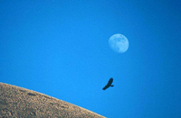 Photo of a Golden eagle and the moon.