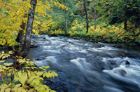 River in a forest.