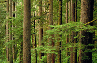 Trees in a forest.